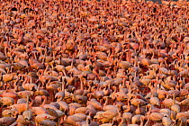 Lesser flamingo (Phoeniconaias minor) large group, aerial view, Bogoria Game Reserve, Kenya