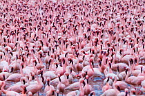 RF- Lesser flamingo (Phoeniconaias minor) flock, Bogoria Game Reserve, Kenya (This image may be licensed either as rights managed or royalty free.)