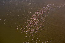 Lesser flamingo (Phoeniconaias minor) flock aerial view, lake Magadi, Kenya