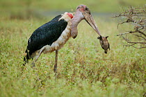 Marabou stork (Leptoptilos crumeniferus) with a turtle prey, Masai-Mara Game Reserve, Kenya