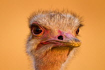 Ostrich (Struthio camelus) female, head portrait, Masai-Mara Game Reserve, Kenya