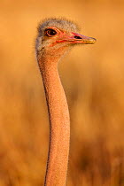 Ostrich (Struthio camelus) juvenile portrait, Masai-Mara Game Reserve, Kenya