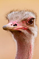 Ostrich (Struthio camelus) female portrait, Masai-Mara Game Reserve, Kenya