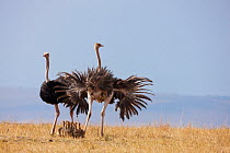Ostrich (Struthio camelus) female and male with chicks, Masai-Mara Game Reserve, Kenya