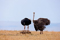 Ostrich (Struthio camelus) female and male with chicks, Masai-Mara Game Reserve, Kenya