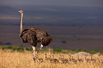 Ostrich (Struthio camelus) female with chicks, Masai-Mara Game Reserve, Kenya