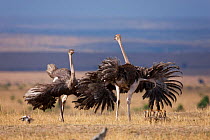 Ostrich (Struthio camelus) females fighting and chicks, Masai-Mara Game Reserve, Kenya