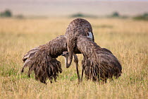 Ostrich (Struthio camelus) female displaying, Masai-Mara Game Reserve, Kenya