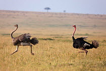 Ostrich (Struthio camelus) male chasing a female, Masai-Mara Game Reserve, Kenya