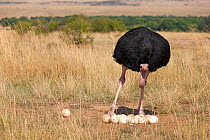 Ostrich (Struthio camelus) male on nest, Masai-Mara Game Reserve, Kenya