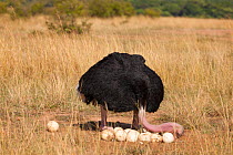 Ostrich (Struthio camelus) male turning eggs on nest, Masai-Mara Game Reserve, Kenya