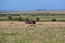 Ostrich (Struthio camelus) female running, Masai-Mara Game Reserve, Kenya