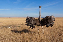 Ostrich (Struthio camelus) female with wings spread to protect her nest, Masai-Mara Game Reserve, Kenya