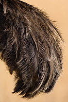 Ostrich (Struthio camelus) female close up of wings, Masai-Mara Game Reserve, Kenya