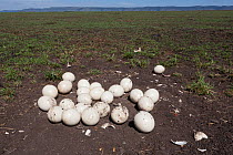 Ostrich (Struthio camelus) nest, Masai-Mara Game Reserve, Kenya