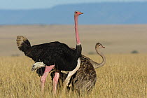 Ostrich (Struthio camelus) couple displaying, Masai-Mara Game Reserve, Kenya