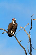 Lappet-faced vulture (Torgos tracheliotus) perched on tree, Moremi Game Reserve, Botswana