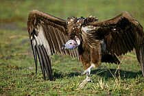 Lappet-faced vulture (Torgos tracheliotus) walking aggressively along the ground, Masai-Mara Game Reserve, Kenya,