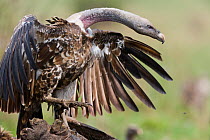White-backed Vulture (Gyps Africanus) feeding, Masai-Mara Game Reserve, Kenya
