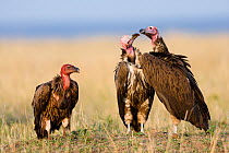 Lappet-faced vultures (Torgos tracheliotus) interacting, Masai-Mara Game Reserve, Kenya,