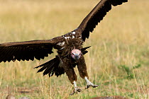 Lappet-faced vulture (Torgos tracheliotus) landing, Masai-Mara Game Reserve, Kenya,