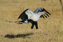 Secretary bird (Sagittarius serpentarius) landing, Masai-Mara Game Reserve, Kenya
