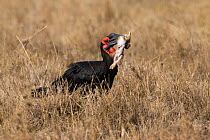 Ground hornbill (Bucorvus leadbearti) catching a hare, Masai-Mara Game Reserve, Kenya