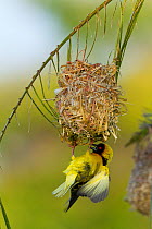 Village weaver (Ploceus cucullatus) male building nest, Masai-Mara Game Reserve, Kenya