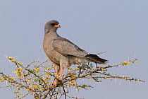 Pale Chanting-Goshawk (Melierax canorus) on tree, Namibia