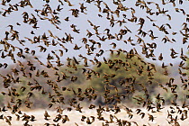 Red-billed quelea (Quelea quelea) flock during migration, Etosha National Park, Namibia