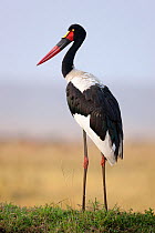 Saddle-billed stork (Ephippiorynchus senegalensis) female profile, Masai-Mara Game Reserve, Kenya