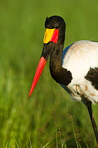 Saddle-billed stork (Ephippiorynchus senegalensis) male, Masai-Mara Game Reserve, Kenya