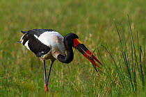 Saddle-billed stork (Ephippiorynchus senegalensis) male catching a catfish, Masai-Mara Game Reserve, Kenya