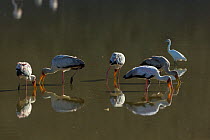 Yellow-billed stork (Mycteria ibis) group fishing, Lake Magadi, Kenya
