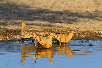 Yellow-throated Sandgrouse (Pterocles gutturalis) soaking up water in his feathers after drinking, to carry to his chicks to drink, Lake Magadi, Kenya