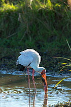 Yellow-billed stork (Mycteria ibis) fishing, Masai-Mara Game Reserve, Kenya,
