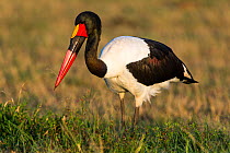 Saddle-billed stork (Ephippiorynchus senegalensis) male fishing, Masai-Mara Game Reserve, Kenya