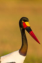Saddle-billed stork (Ephippiorynchus senegalensis) female portrait, Masai-Mara Game Reserve, Kenya