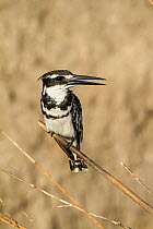 Pied Kingfisher (Ceryle rudis) perched on reed, Chobe National Park, Botswana