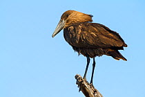 Hamerkop (Scopus umbretta) perched looking out for fish, Moremi Game Reserve, Botswana