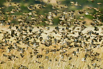 Red-billed quelea (Quelea quelea) flock during migration, Masai-Mara Game Reserve, Kenya