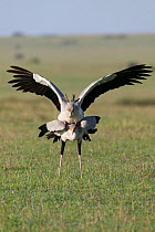 Secretary birds (Sagittarius serpentarius) mating, Masai-Mara Game Reserve, Kenya