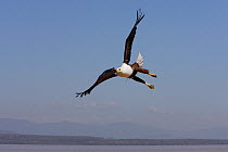 Fish eagle (Haliaeetus vocifer) fishing, Baringo Lake, Kenya
