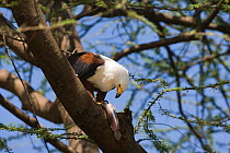 Fish eagle (Haliaeetus vocifer) feeding, Baringo Lake, Kenya