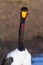 Saddle-billed stork (Ephippiorynchus senegalensis) female, Masai-Mara Game Reserve, Kenya