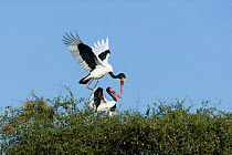 Saddle-billed stork (Ephippiorynchus senegalensis) pair mating, Masai-Mara Game Reserve, Kenya