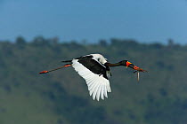 Saddle-billed stork (Ephippiorynchus senegalensis) in flight with nesting material, Masai-Mara Game Reserve, Kenya