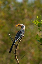 Yellow-billed hornbill (Tockus flavirostris) Kruger National Park, South Africa