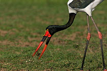 Saddle-billed stork (Ephippiorynchus senegalensis) female predating frog, Masai-Mara Game Reserve, Kenya