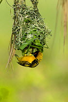 RF- Village weaver (Ploceus cucullatus) male building nest, Masai-Mara Game Reserve, Kenya (This image may be licensed either as rights managed or royalty free.)